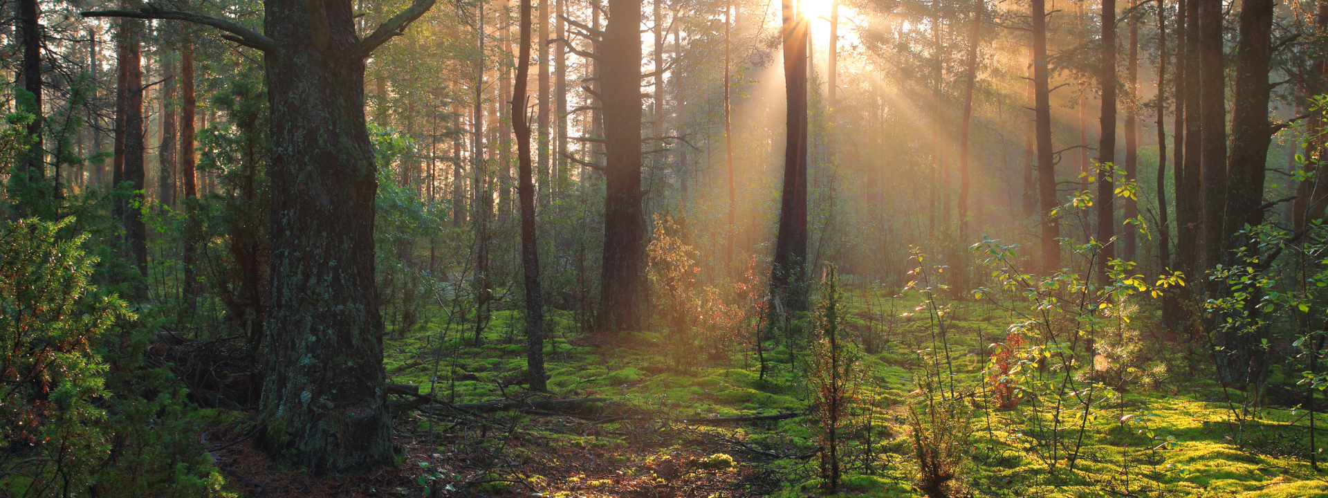 Pasirinktas stalas + pasirinktos 4 ar 6 kėdės = -20%